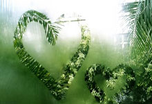 ynp植发多少钱(碧莲盛植发医院植发官网)